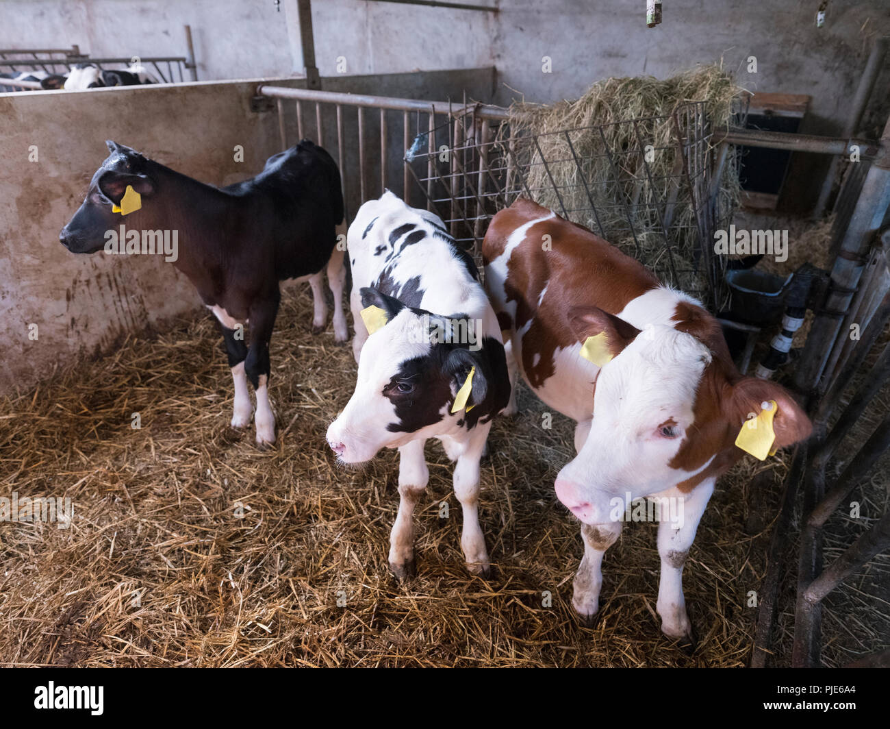 three holstein calves on straw in barn on dutch farm Stock Photo