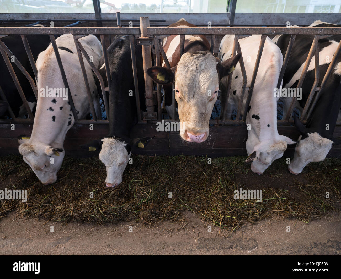 black and white holstein cows feed inside barn on dutch farm in holland ...