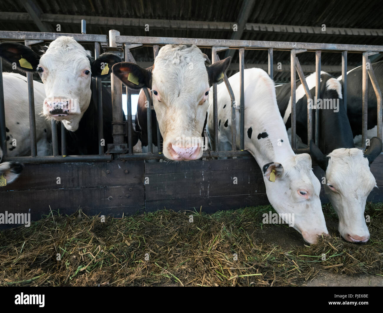 black and white holstein cows feed inside barn on dutch farm in holland ...