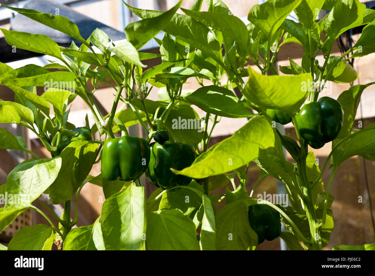 Growing Peppers Stock Photos & Growing Peppers Stock Images Alamy