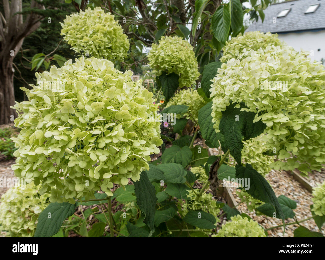 Annabelle flowers hires stock photography and images Alamy