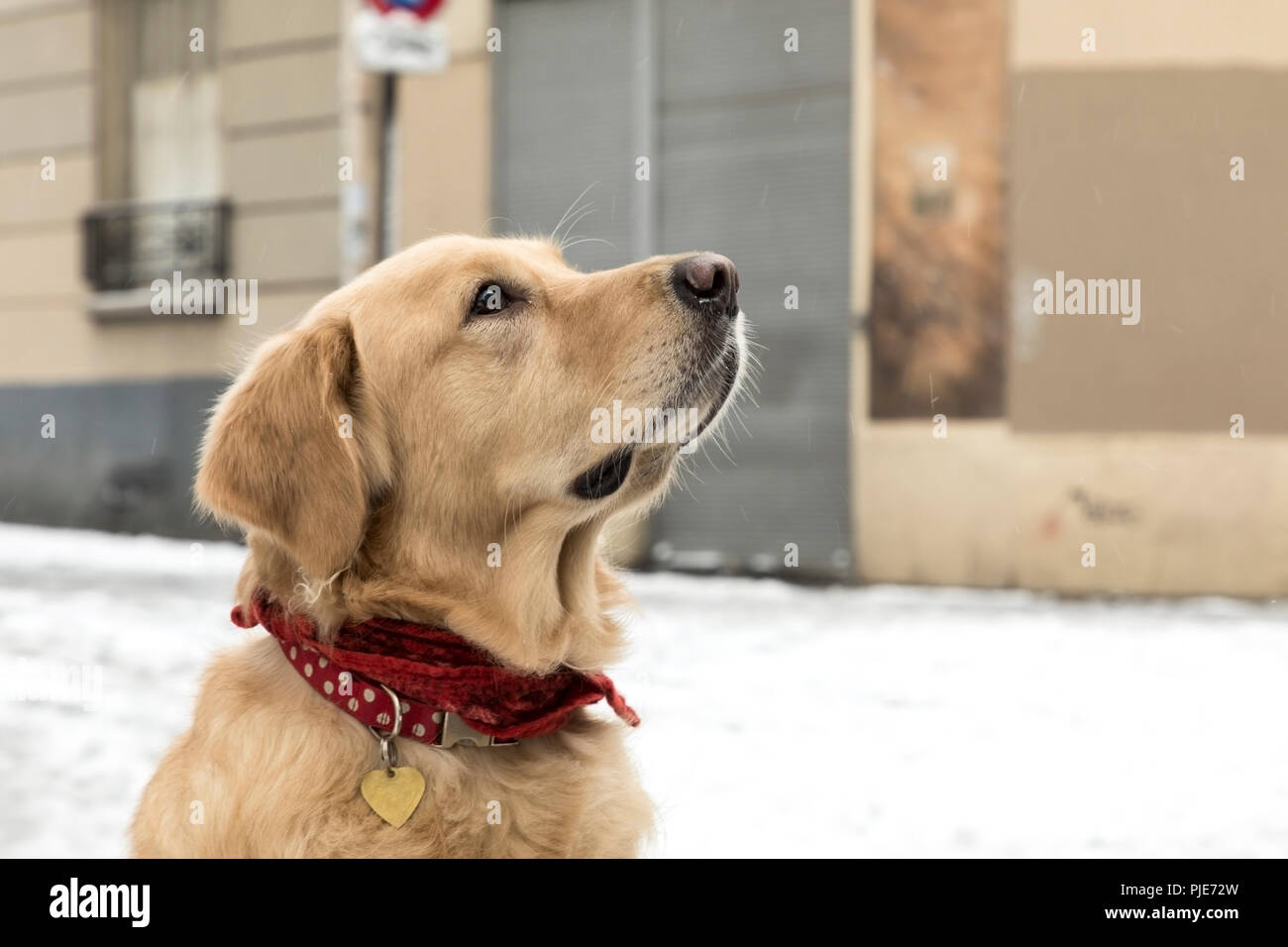 Golden retriever discovers snow for the first time. Stock Photo