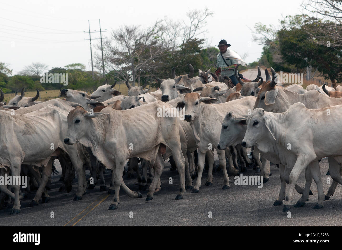 Columbian  cowboys herding cattle Stock Photo