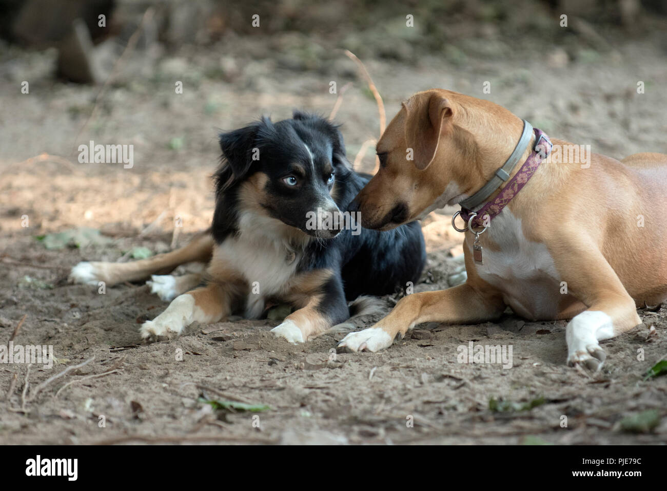 Two dogs Interacting Stock Photo