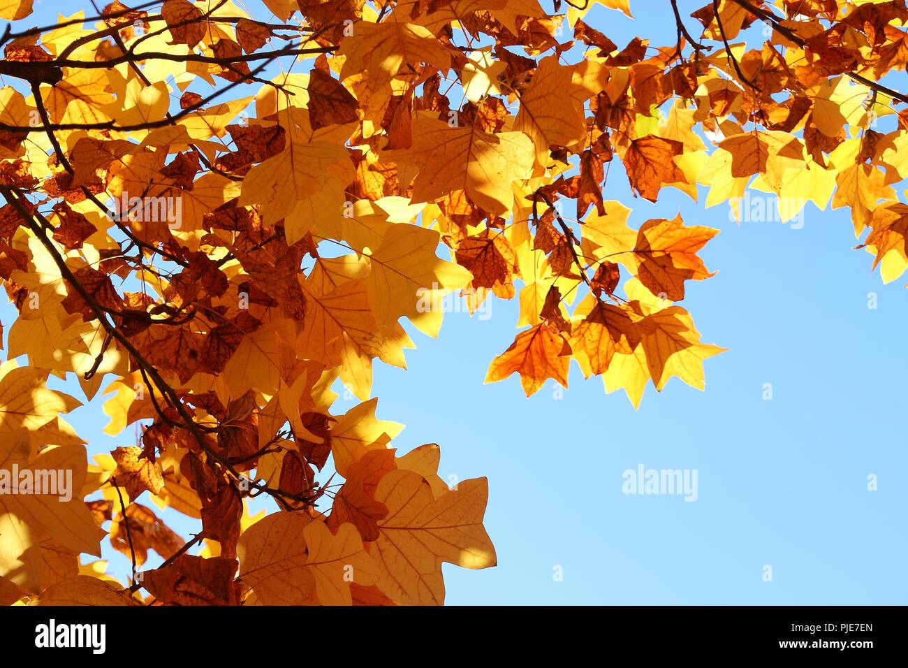 Indian tulip tree hi-res stock photography and images - Alamy