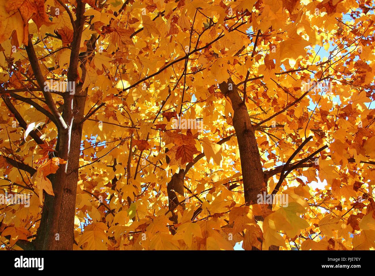 Indian tulip tree hi-res stock photography and images - Alamy