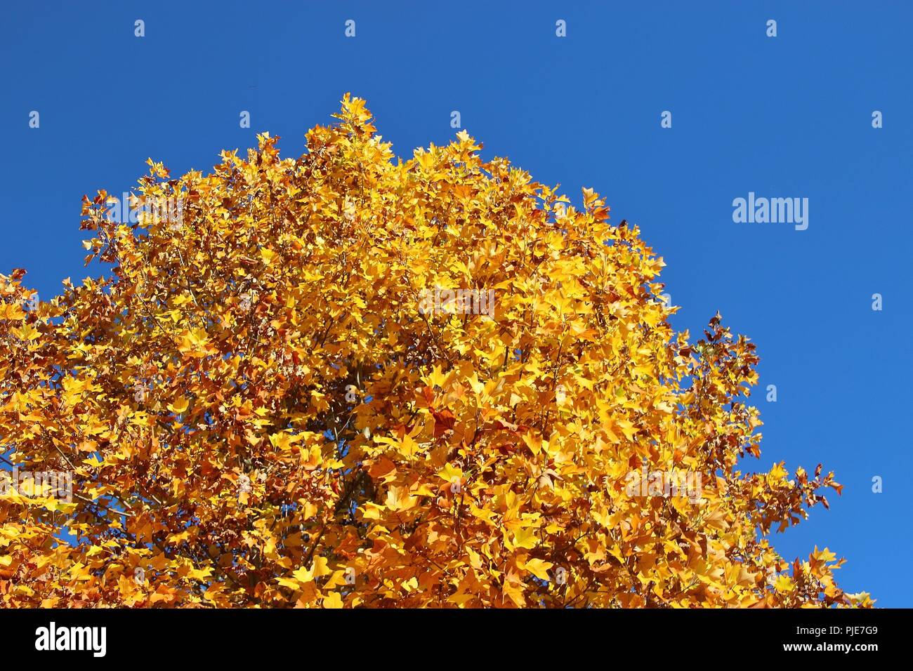 Indian tulip tree hi-res stock photography and images - Alamy