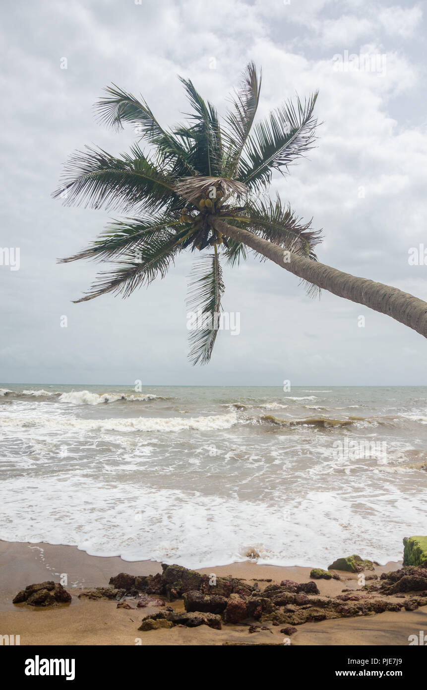 A coconut tree ( Cocos nucifera ) overlooking the rough sea on a cloudy, gloomy day at Anjuna Beach, Goa, India. Stock Photo
