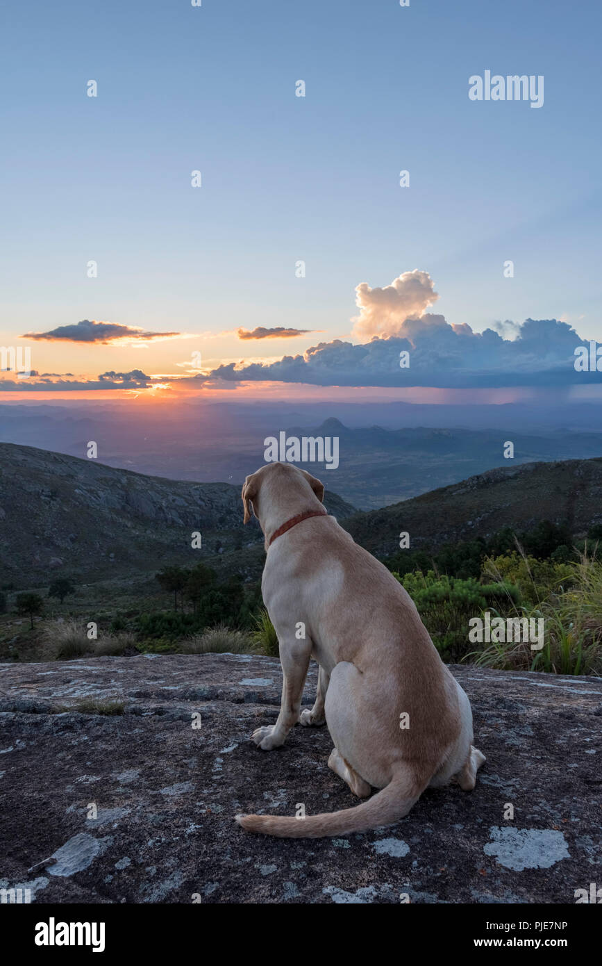 A labrador dog watches a sunset. Stock Photo