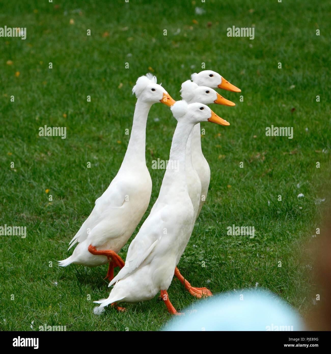 Indian running ducks Stock Photo - Alamy