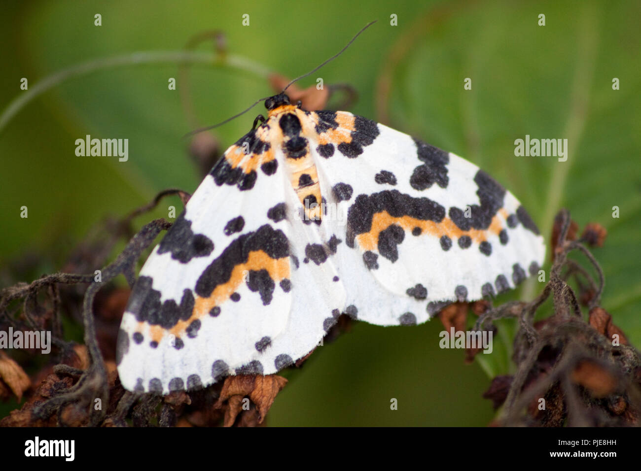 British magpie moth hi-res stock photography and images - Alamy