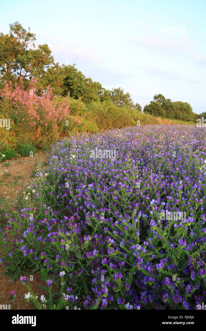 Linseed oil plants hires stock photography and images Alamy