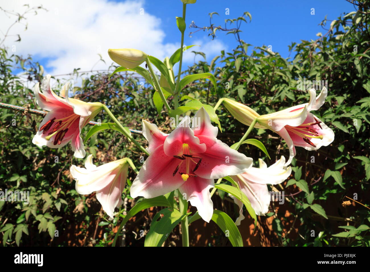Stargazer lillies hi-res stock photography and images - Alamy