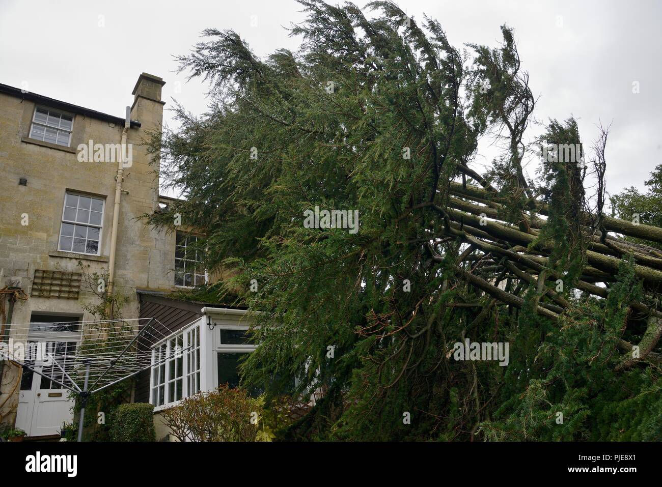 Deodar cedar tree blown down in a storm, leaning against a house, Wiltshire UK, March. Stock Photo
