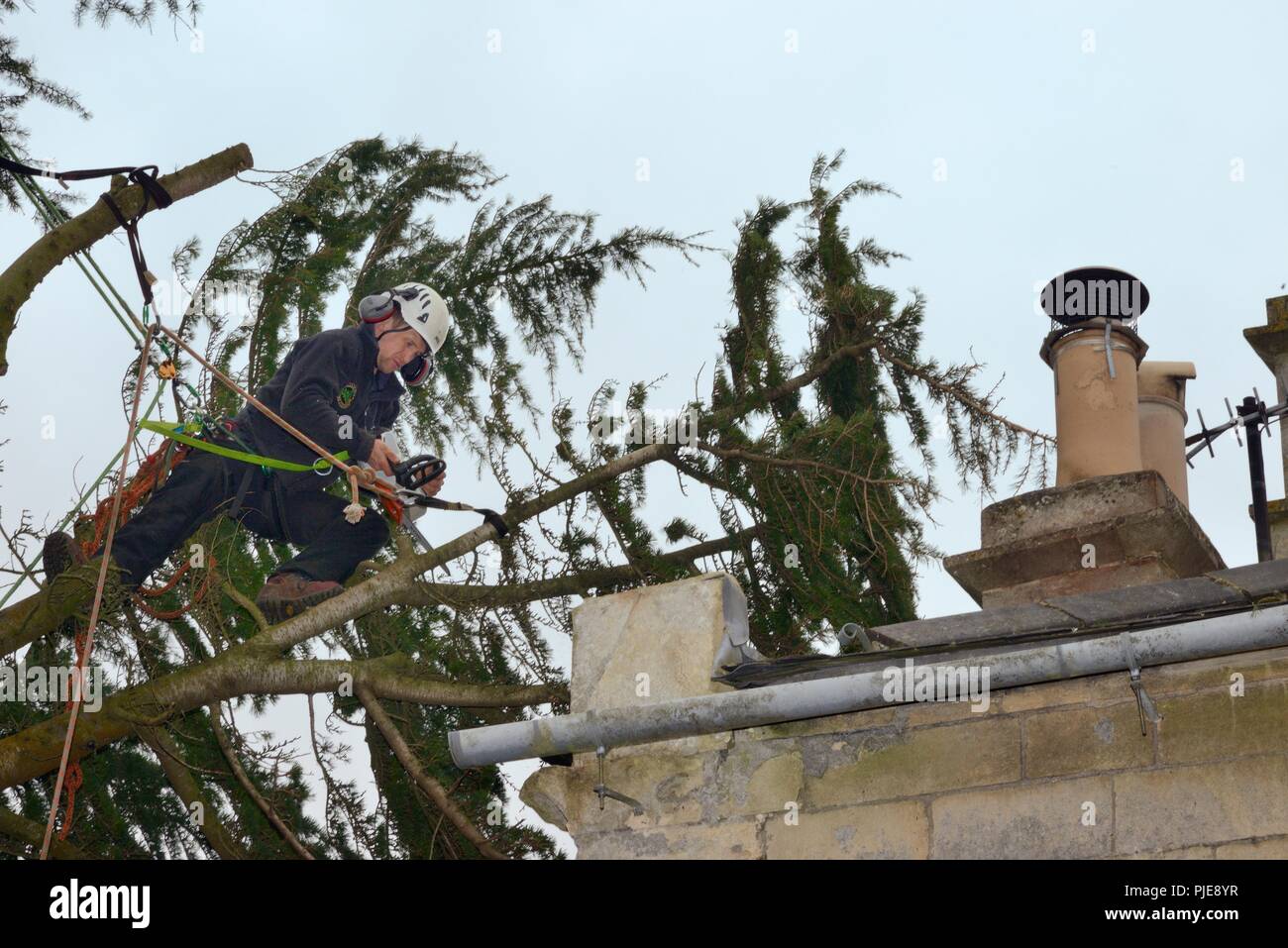 Tree surgeon cutting branches of a Deodar cedar tree blown down in a