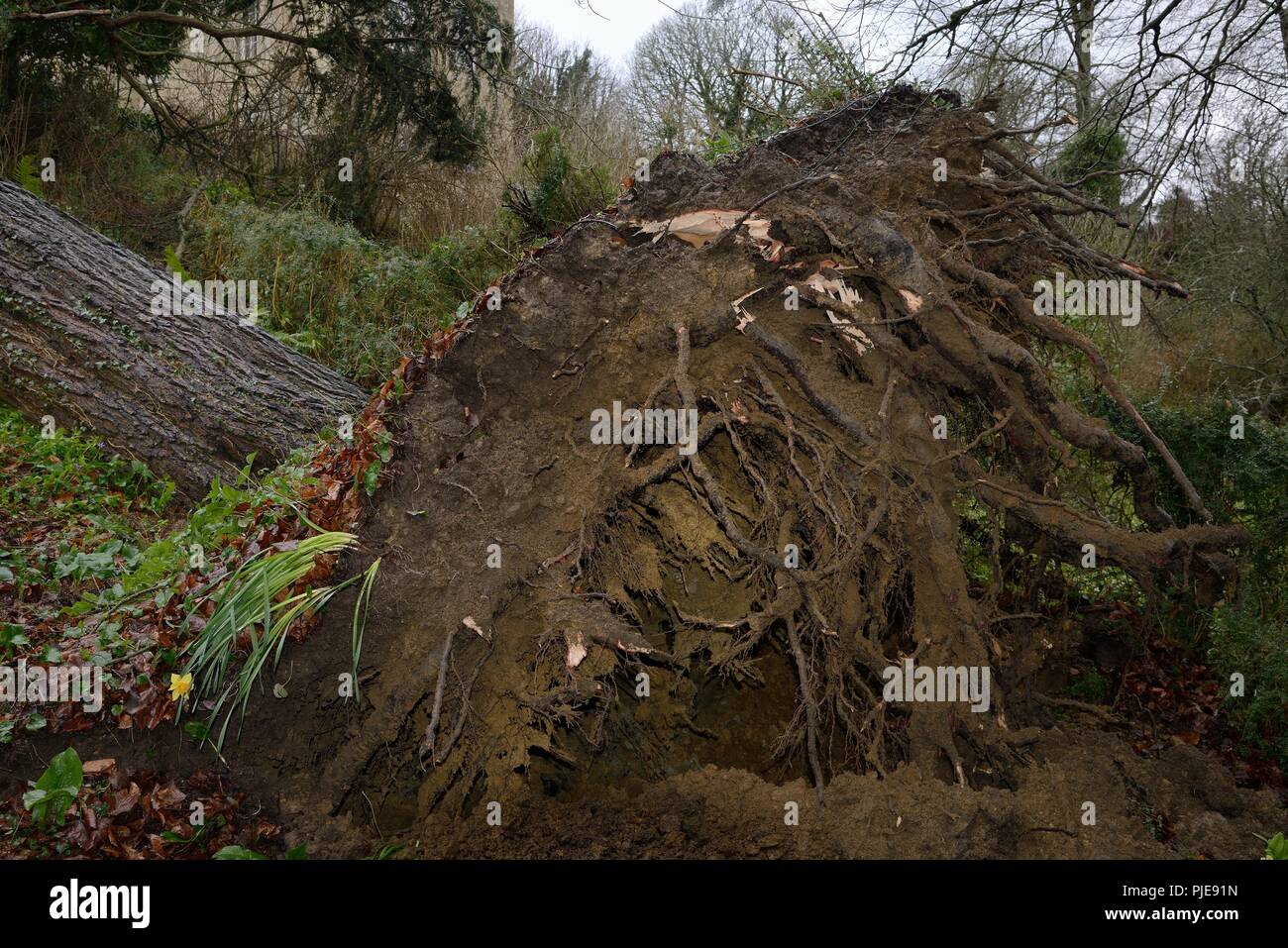 Deodar cedar tree  blown down and uprooted in a storm, Wiltshire, UK, March. Stock Photo