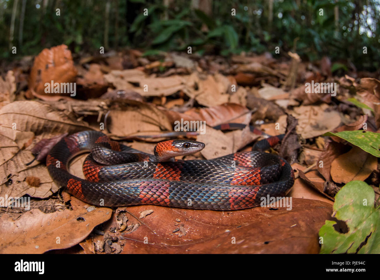 https://c8.alamy.com/comp/PJE94C/a-forest-flame-snake-oxyrhopus-petolarius-also-known-as-a-flase-coral-resembles-certain-coral-snake-species-but-is-actually-totally-harmless-PJE94C.jpg