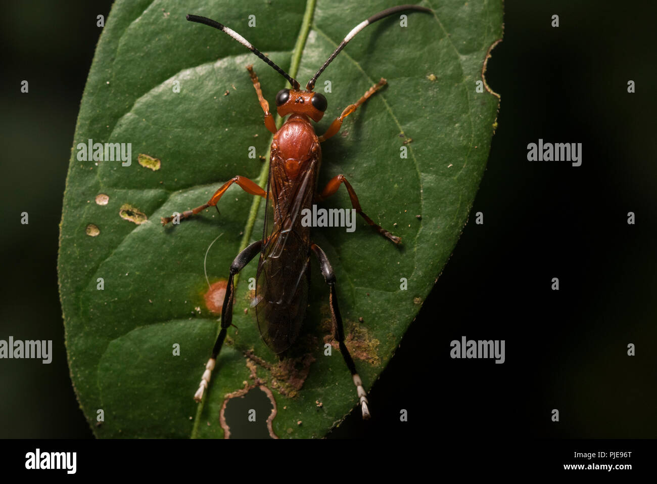 A small red wasp from the Amazon jungle in Southern Peru. Stock Photo