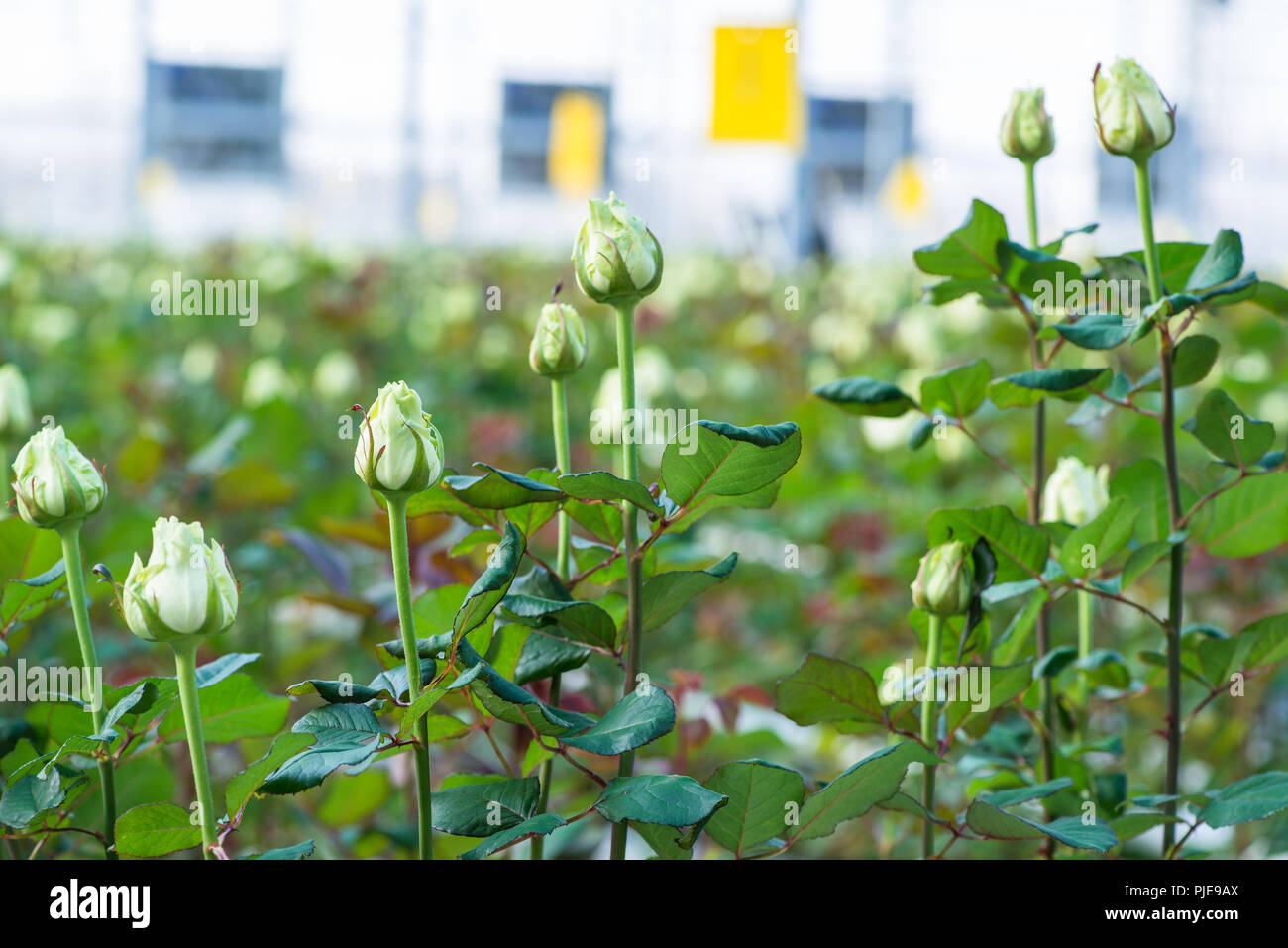 close-up of a rose on a blurred floral background in a greenhouse Stock ...