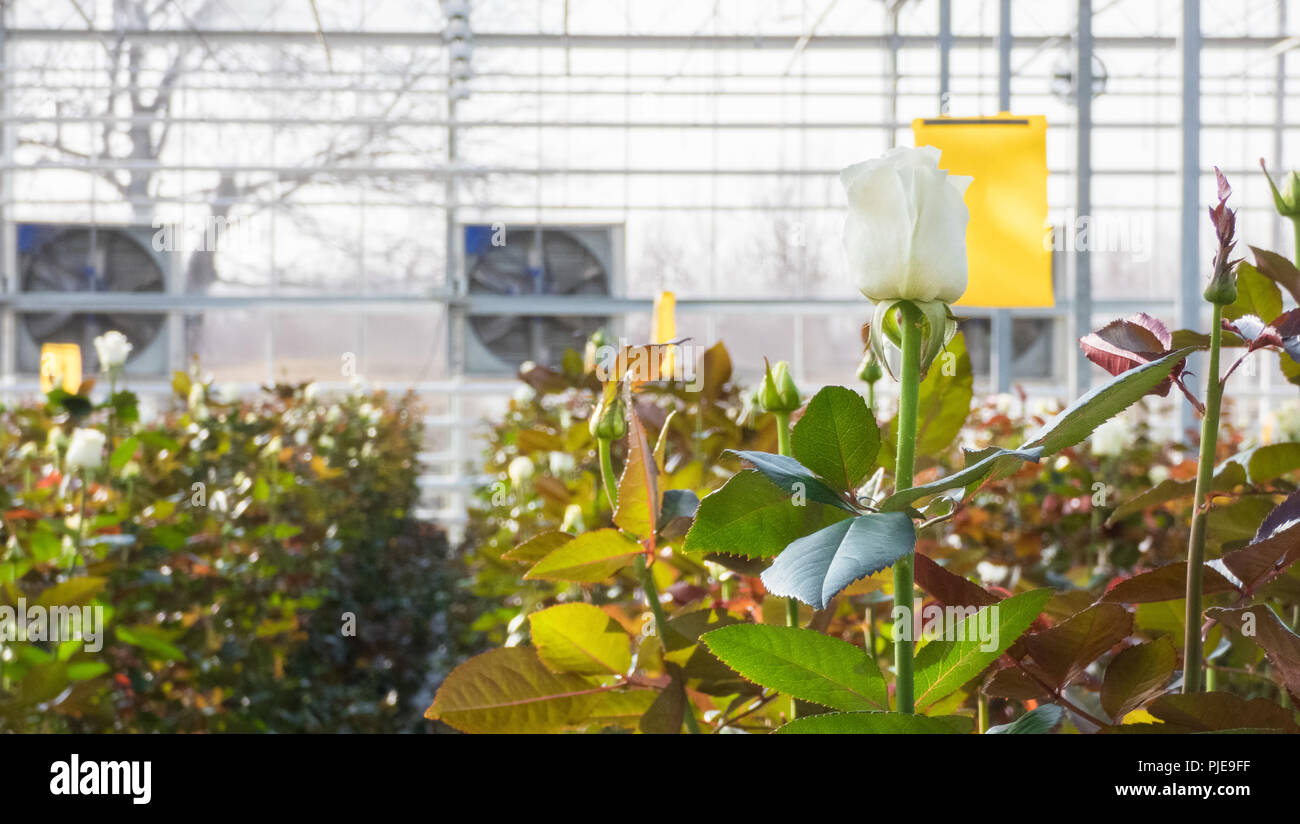 closeup of a rose on a blurred floral background in a greenhouse Stock