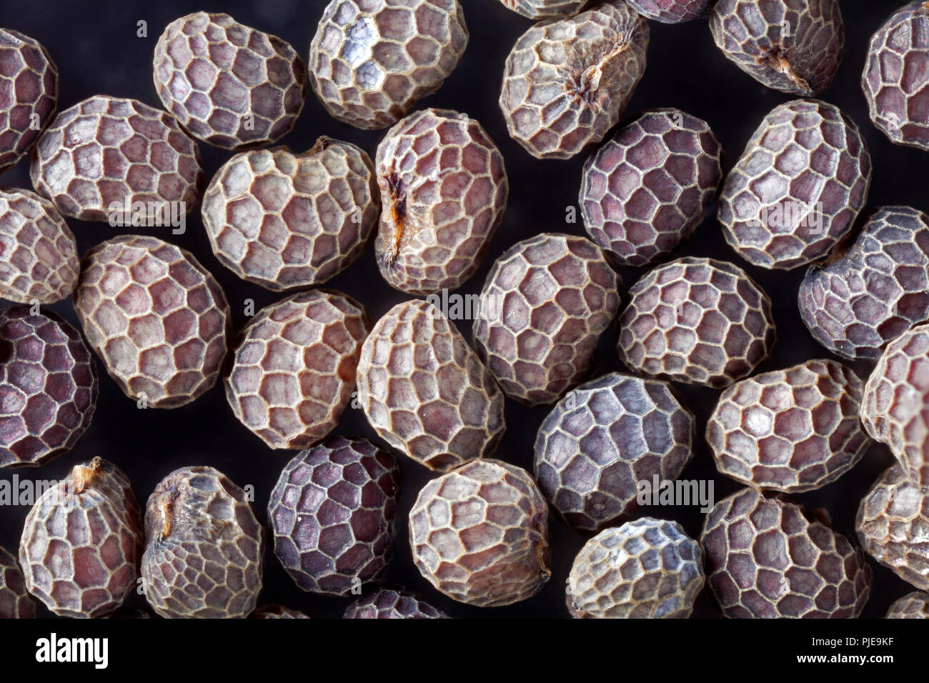Poppy seeds showing intricate outer shell ornamentation Stock Photo