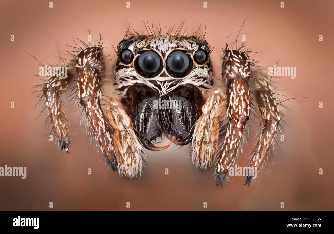 Zebra back spider (Salticus scenicus) high macro view showing eyes, fangs Stock Photo