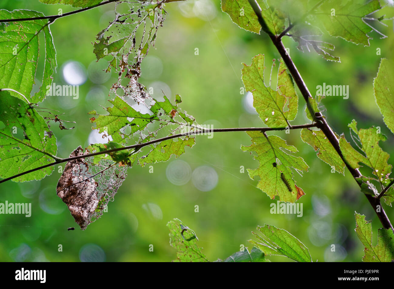 Damage of tree leaf with by pest caterpillar Stock Photo Alamy