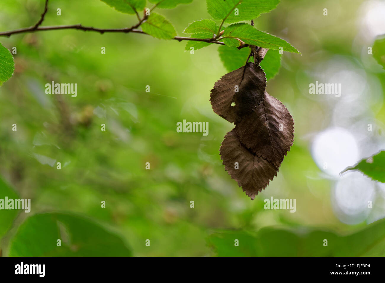 Damage of tree leaf with by pest caterpillar Stock Photo Alamy