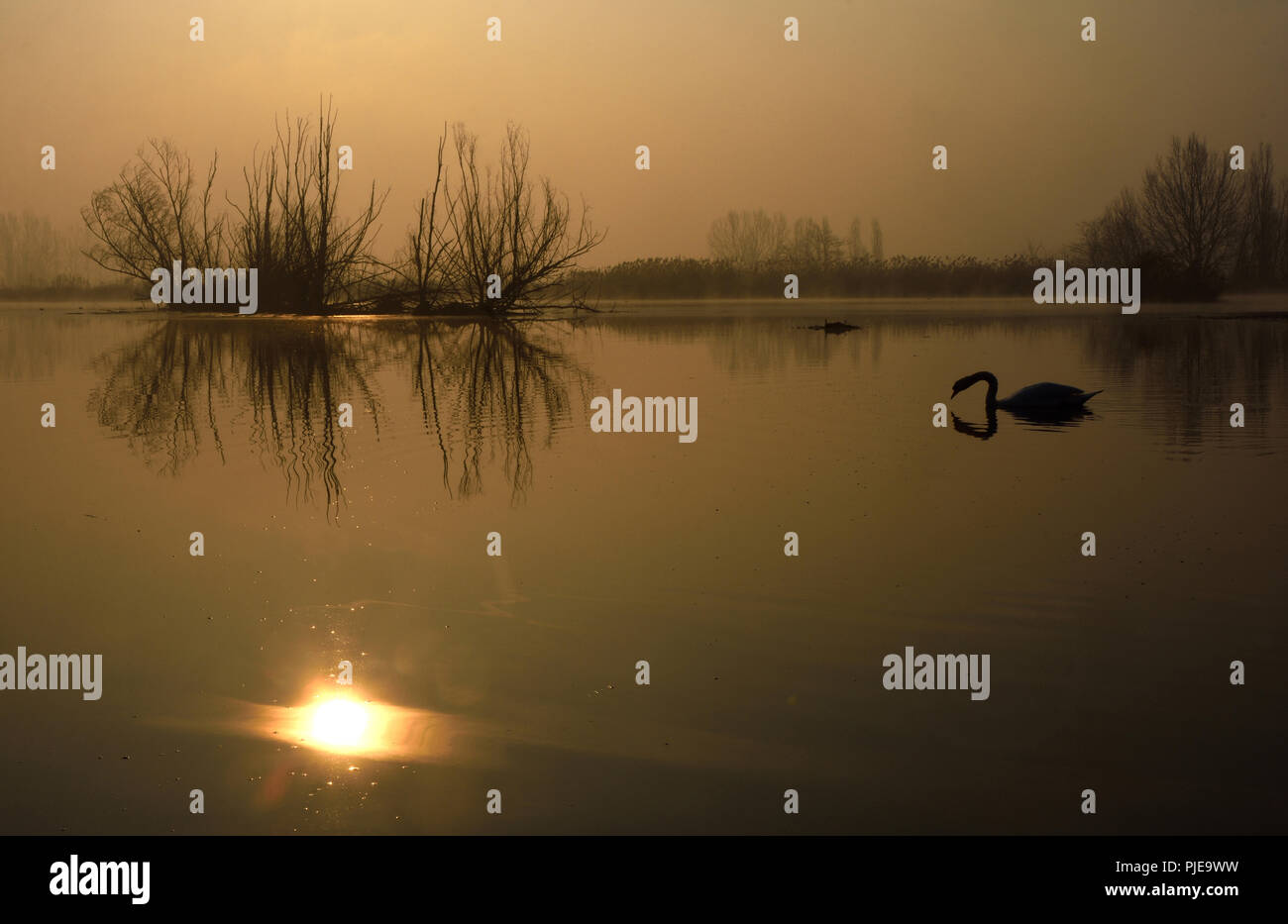 This photo shows a lake near Ticino River with a Swan in it on sunrise.  Parco naturale lombardo della Valle del Ticino. Italy Stock Photo