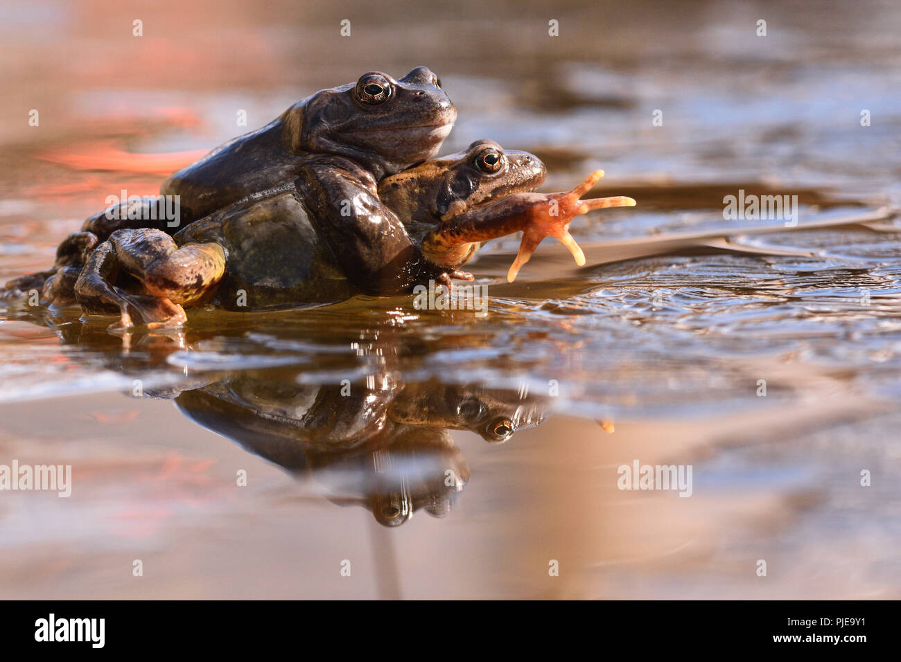 frogs (Rana temporaria) mating. Gran Paradiso National Park Stock Photo
