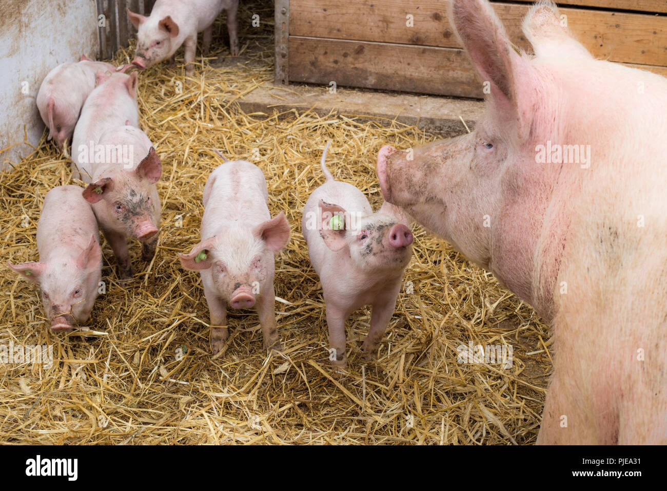 glückliche Schweine Stock Photo