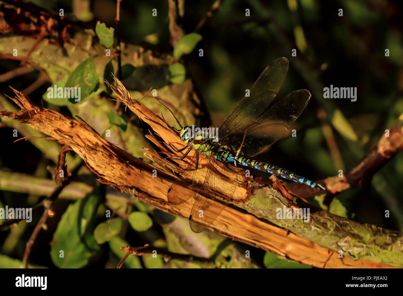 Native migrant hawker Dragonfly at rest on tree branch Stock Photo - Alamy