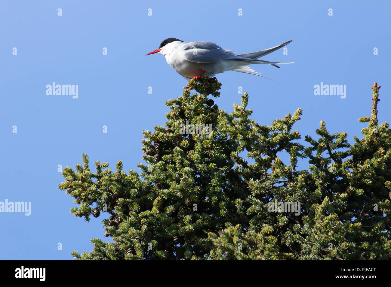 Sterna paradisaea or the arctic tern has the longest known migration of any animal. This individual was nesting on Alaska's Kenai peninsula. Stock Photo