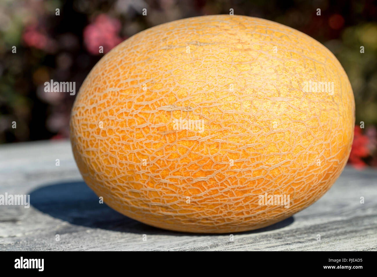 Single fresh ripe melon on wooden table outside Stock Photo