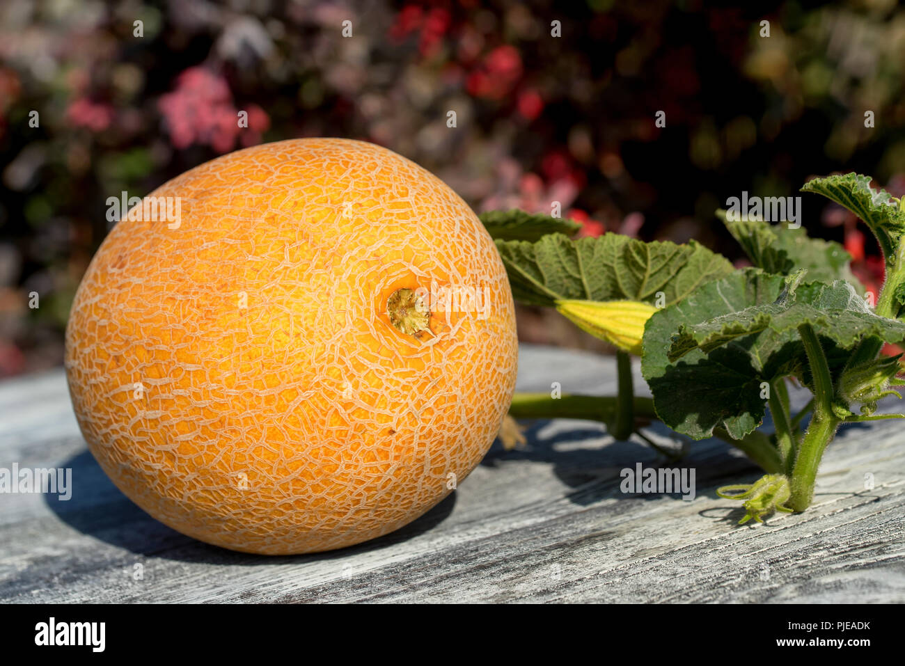 Single fresh ripe melon on wooden table outside Stock Photo