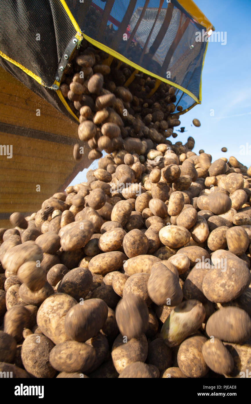 Ernte auf einem Kartoffelfeld Stock Photo