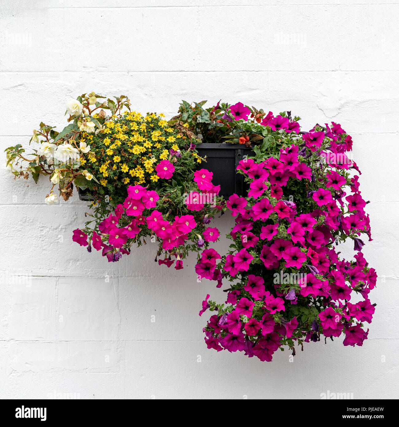 Hanging plants display hires stock photography and images Alamy