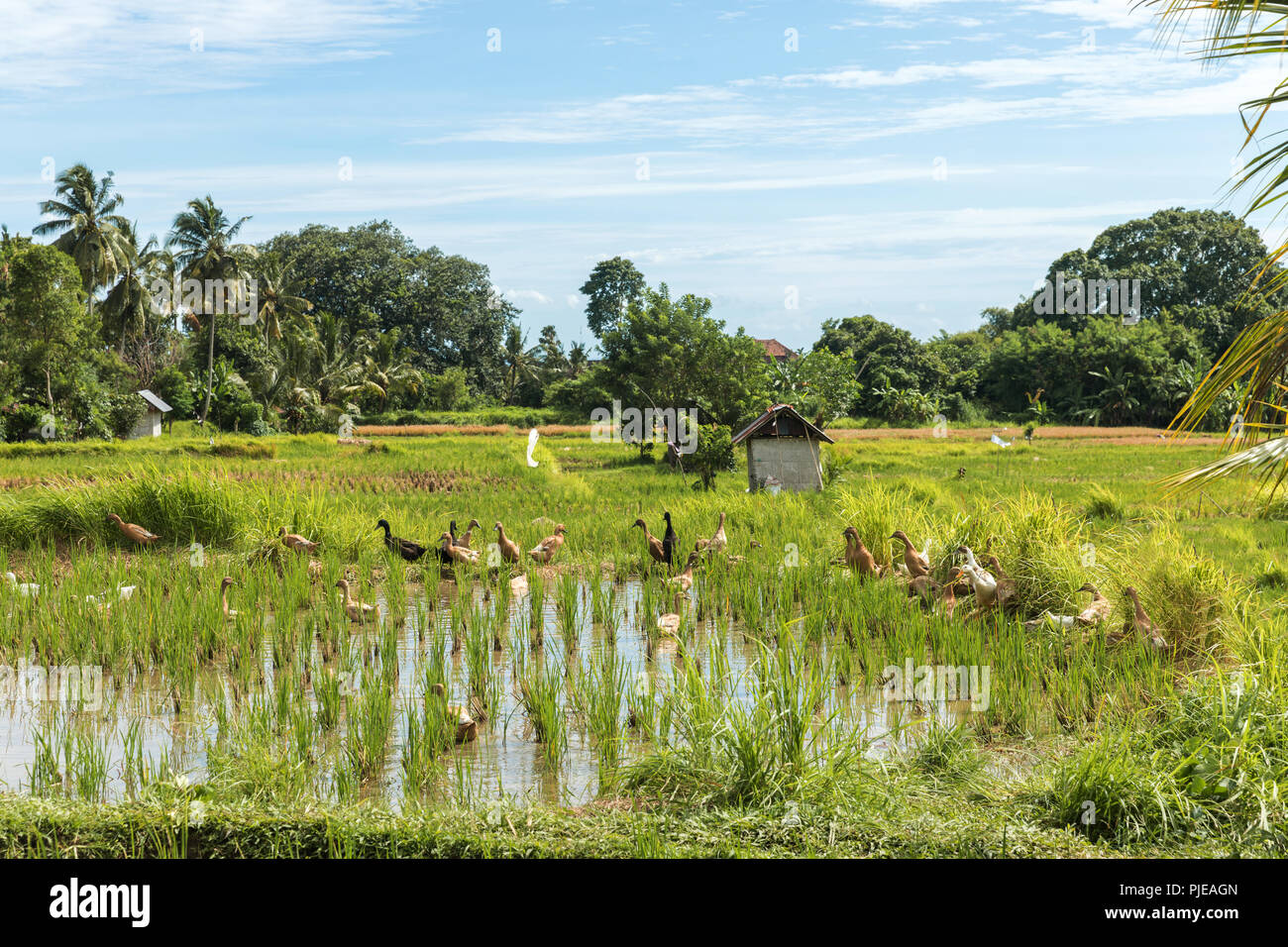 Wild rice growing hires stock photography and images Alamy