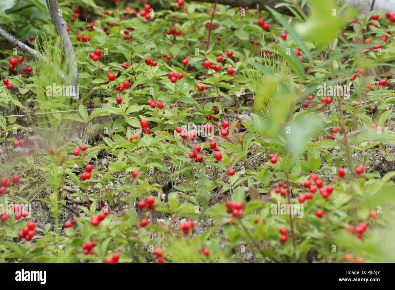 A common roadside berry in rural Alaska Stock Photo Alamy