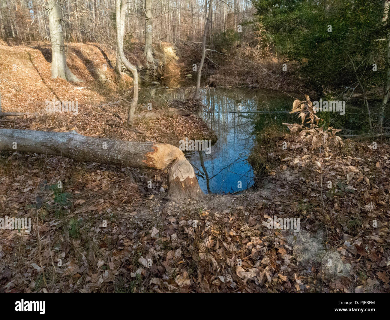 Felled tree and beaver dam on stream in Fairfax, Virginia Stock Photo