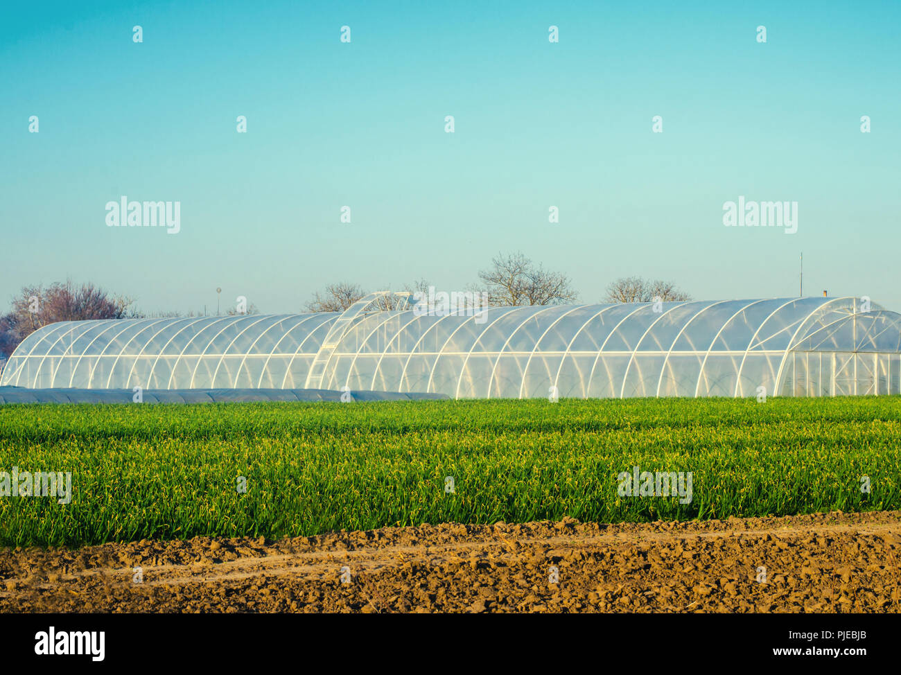 greenhouses in the field for seedlings of crops, fruits, vegetables