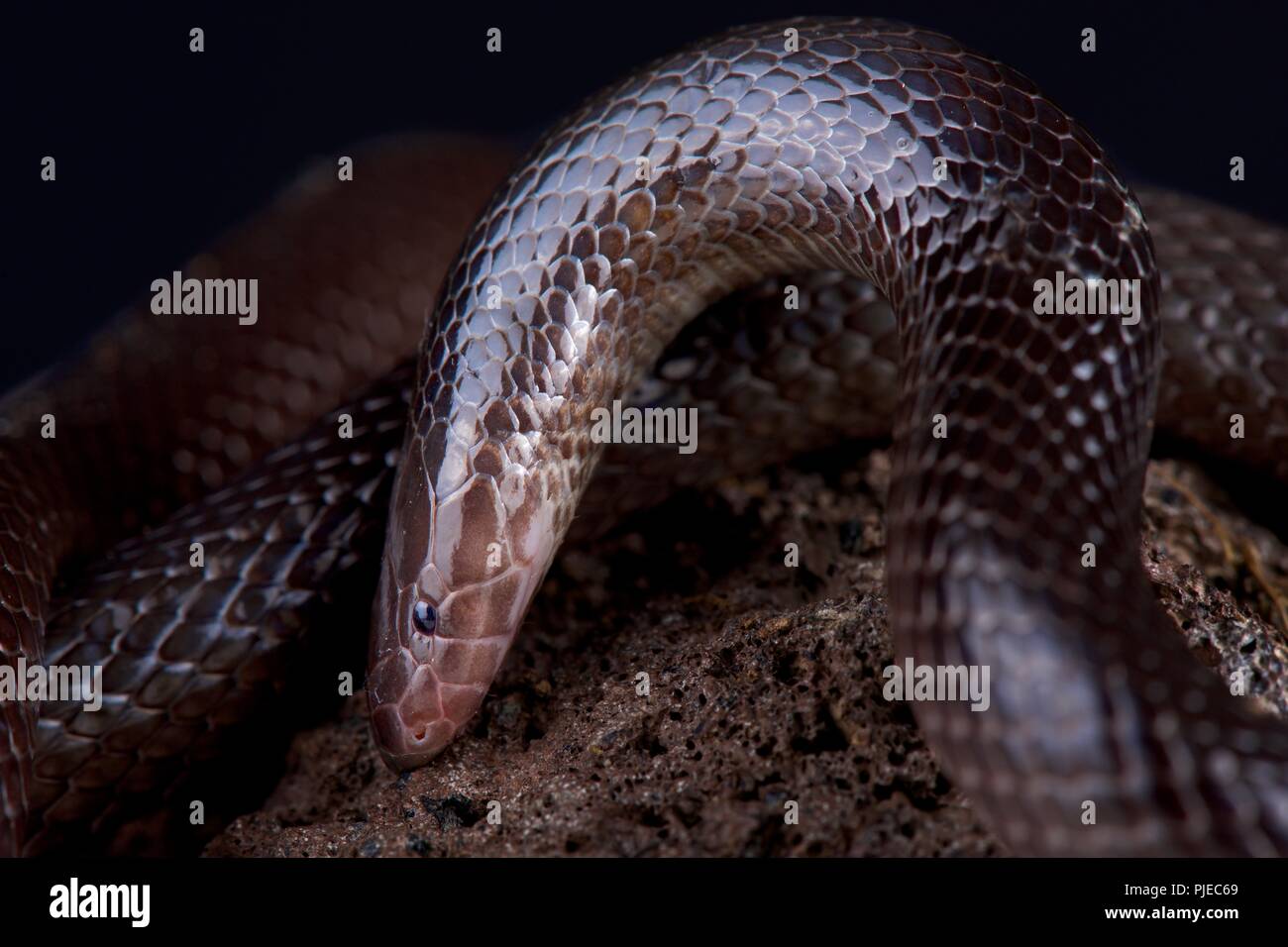 The Variable burrowing asp (Atractaspis irregularis) is a nocturnal and terrestrial snake species found in Southern Africa. Stock Photo