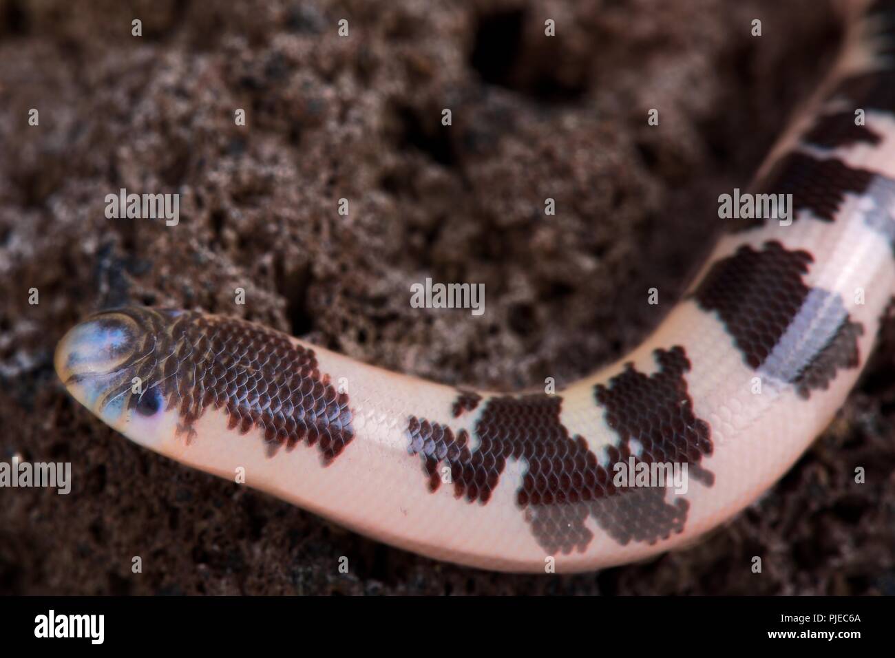 Blotched blind snake (Afrotyphlops congestus) Stock Photo