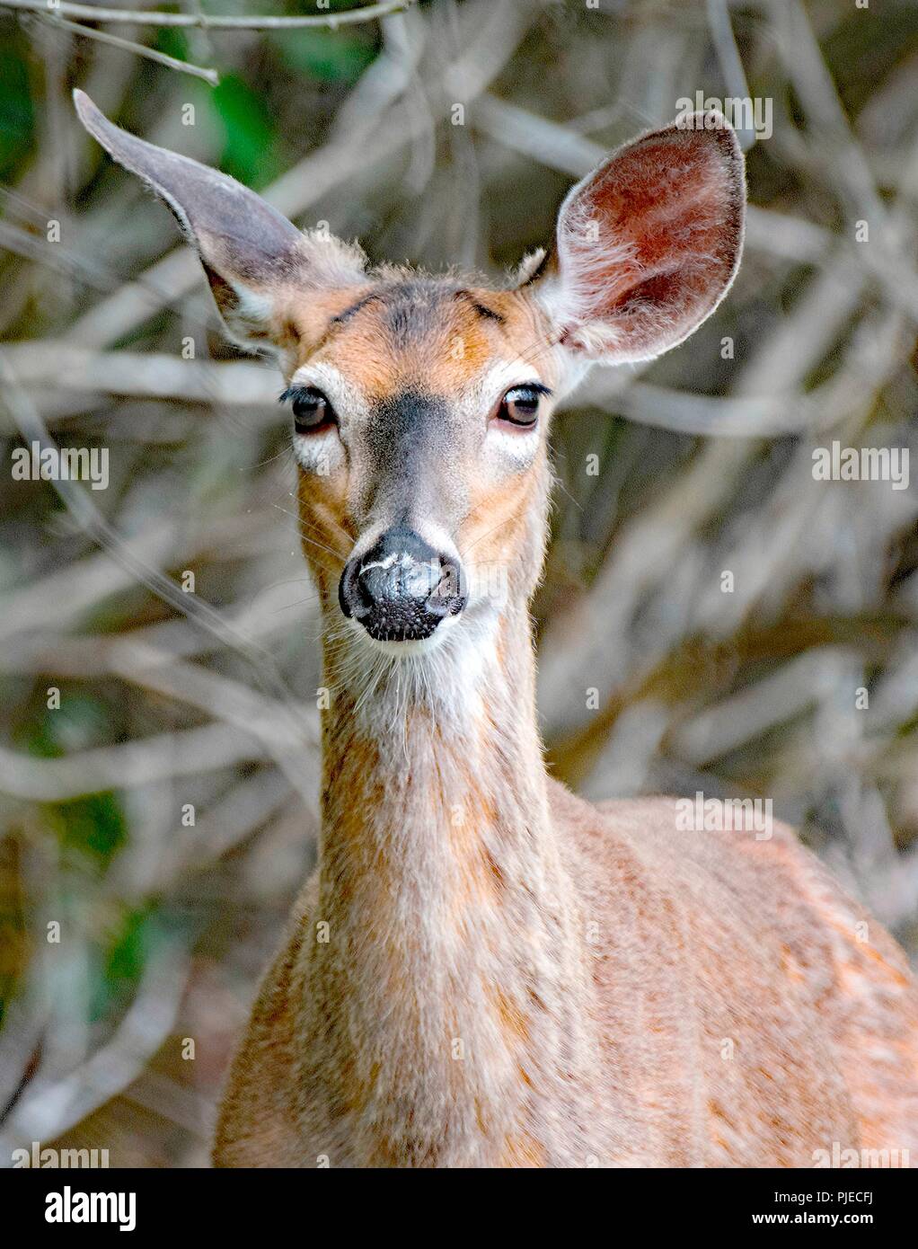 White-tailed Deer, Doe, Animal Portrait Stock Photo