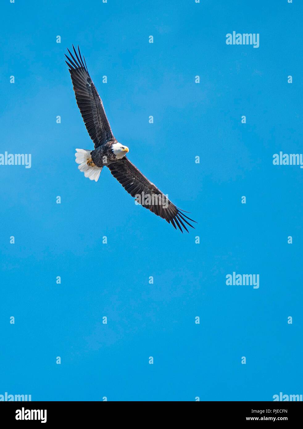 Bald Eagle in Flight Stock Photo