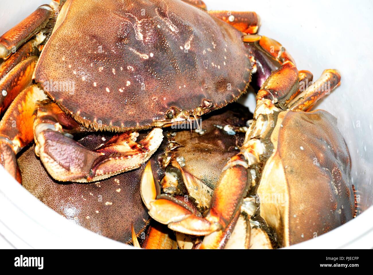 Dungeness Crabs in Bucket Stock Photo
