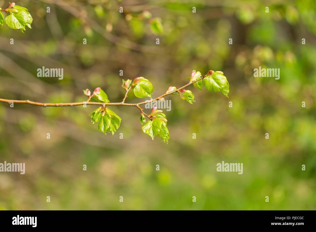 Young fresh linden leaves on twig. Branch of linden tree with new