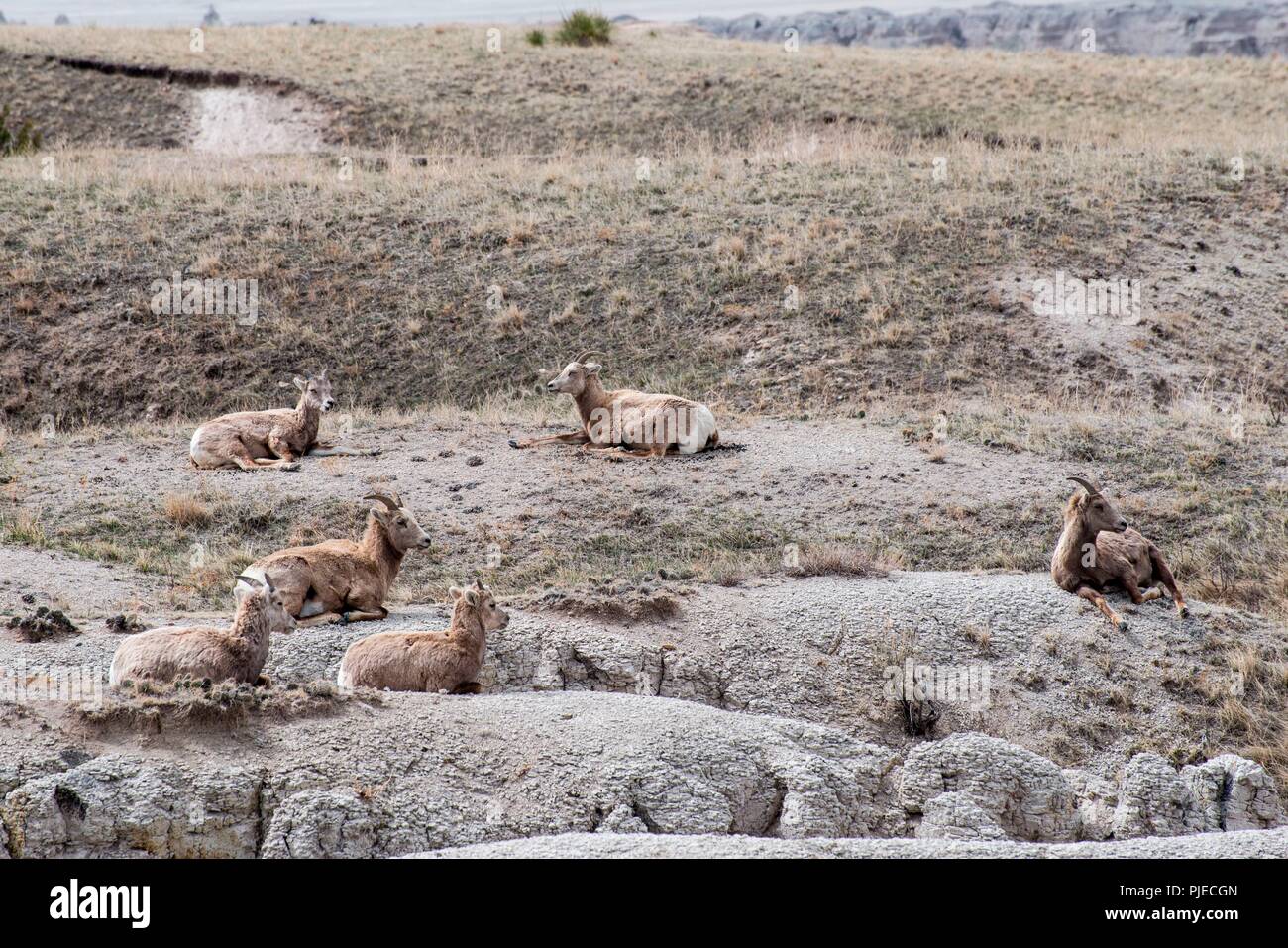 Bighorn Sheep, Ovis canadensis. A herd of Bighorn sheep napping in the Badlands. Stock Photo