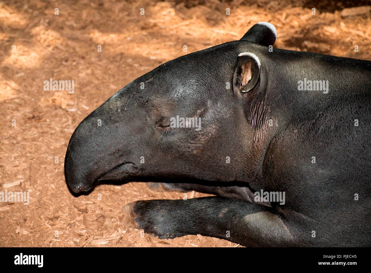 Malayan Tapir, Tapirus inducus. Closeup head shot. Stock Photo