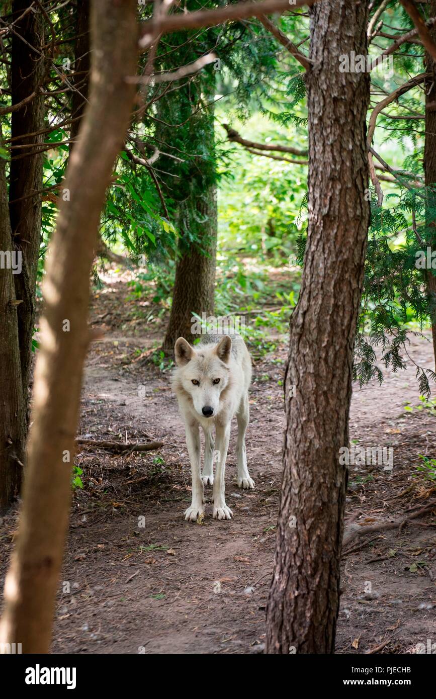 Gray Wolf, Canis lupus Stock Photo Alamy